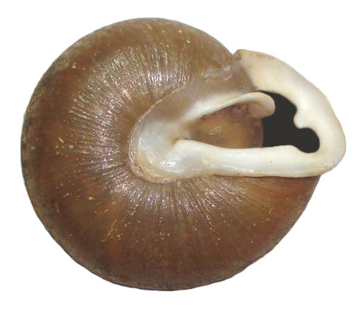 VA_LandSnails